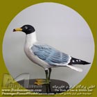 کاکایی بزرگ